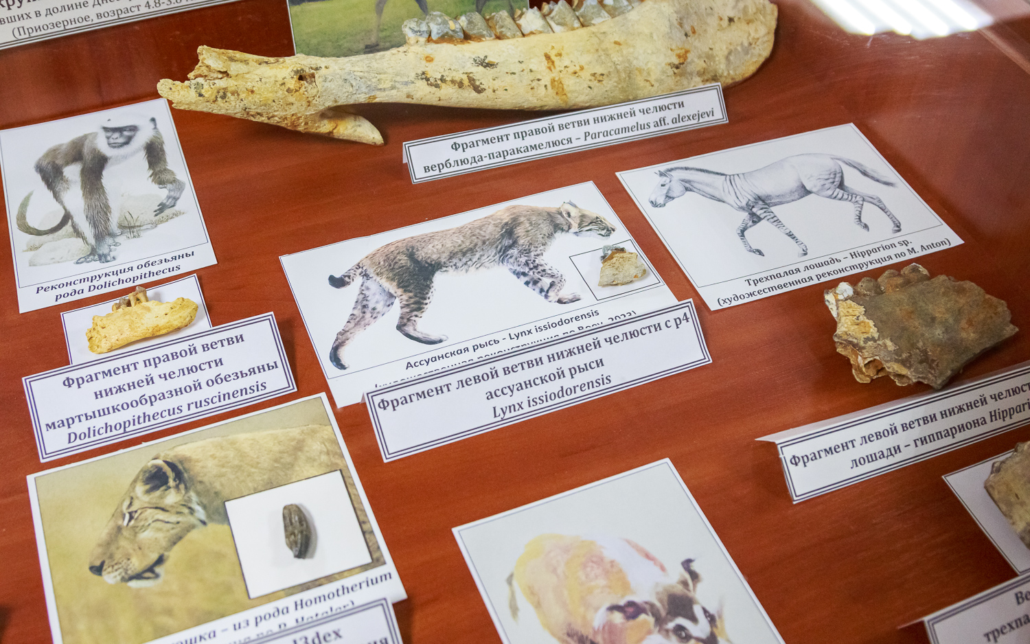 Палеонтологический музей