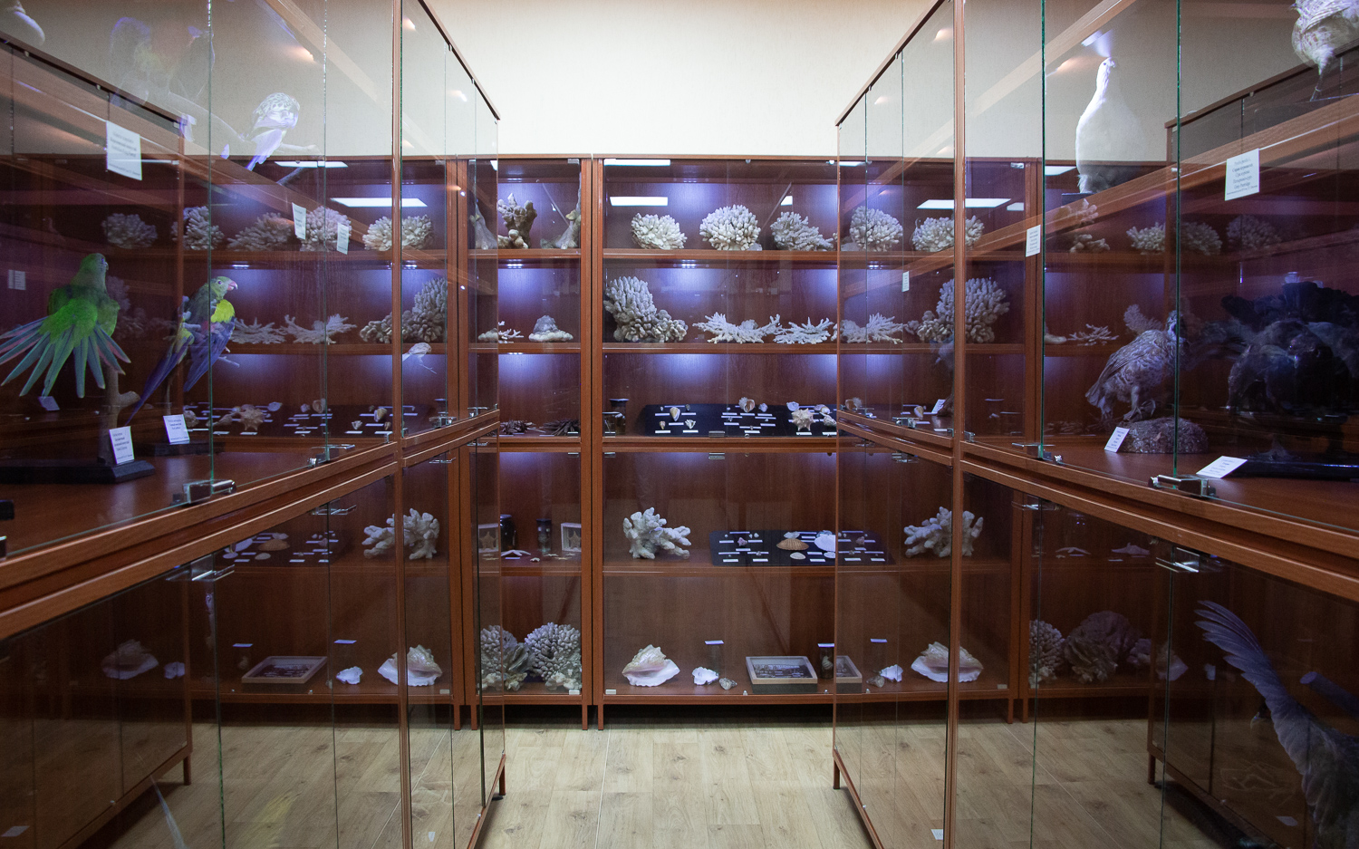 Зоологический музей